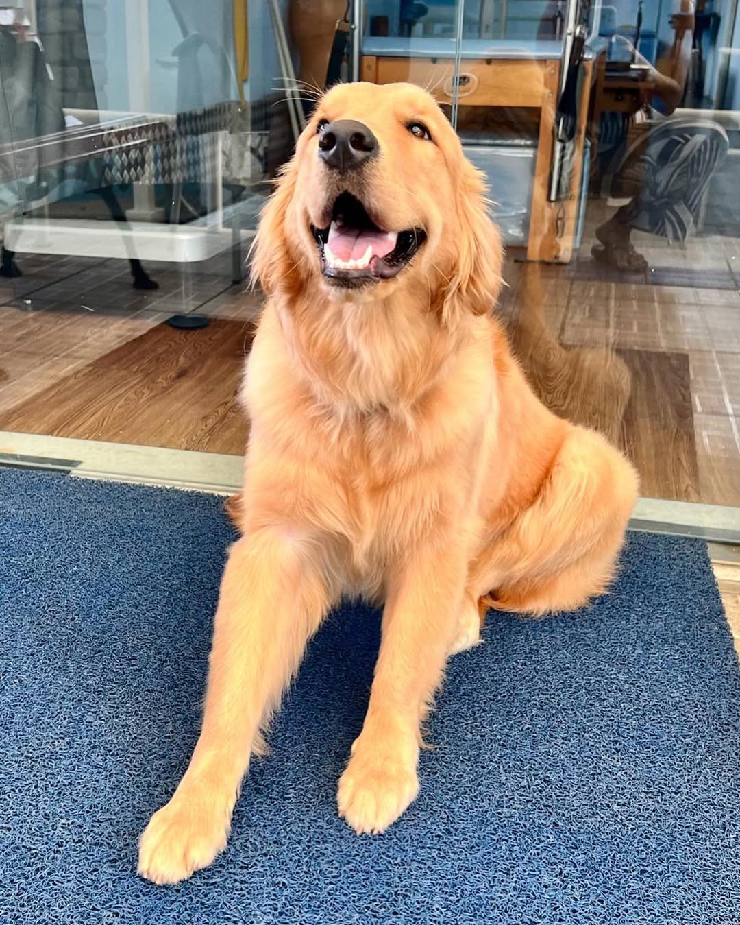 Mel - Golden Retriever Terapeuta